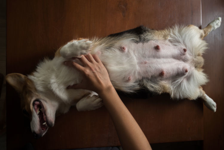 獣医師監修 犬のお腹 胸にしこり できものがある この症状から考えられる原因や病気は Hotto ホット