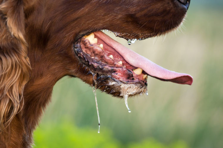 獣医師監修 犬のよだれがポタポタ止まらず元気がない 原因や考えられる主な病気や対処 予防法は Hotto ホット