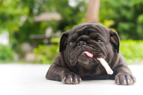 獣医師監修 犬が食べ物を噛まずに丸呑みしても大丈夫 大きな食べ物やおもちゃに注意 Hotto ホット
