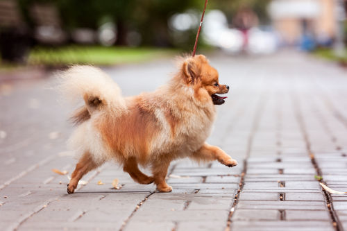 獣医師監修 犬の歩き方がおかしい この症状から考えられる原因や病気は Hotto ホット