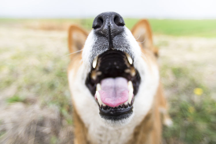 獣医師監修 犬の口の色がヘン 変色 この症状から考えられる病気や原因 対処 ケア方法は Hotto ホット