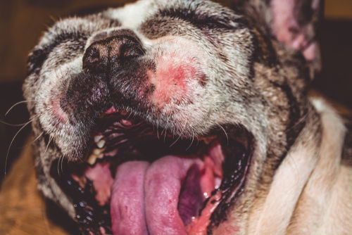 獣医師監修 犬の口の出血が止まらない この症状から考えられる主な病気や原因 対処 予防法は Hotto ホット
