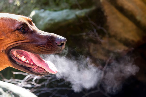 獣医師監修 犬の口が臭い 口臭 仕方がない 原因や考えられる主な病気 口臭ケア 予防対策は Hotto ホット