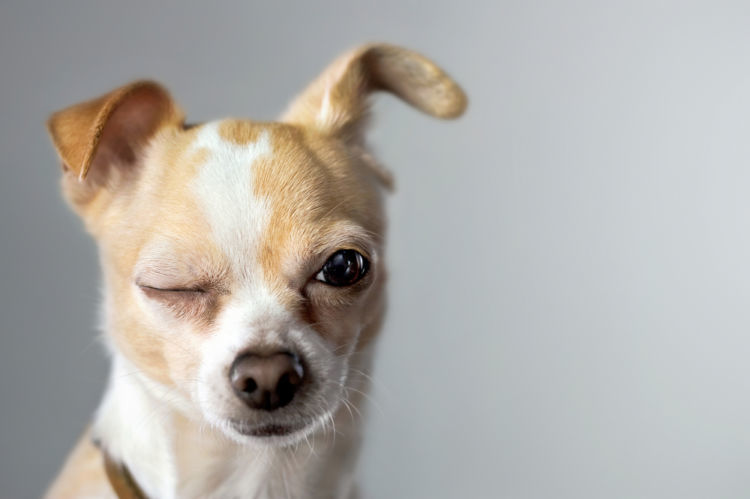 獣医師監修 犬の目が開かない この症状から考えられる原因や病気は Hotto ホット