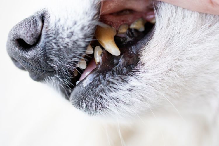 獣医師監修 犬の歯がグラグラして歯が抜けた 考えられる主な病気や原因 対処 予防法は Hotto ホット