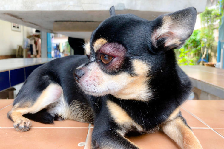 獣医師監修 犬の目やまぶたが腫れている この症状から考えられる原因や病気は Hotto ホット