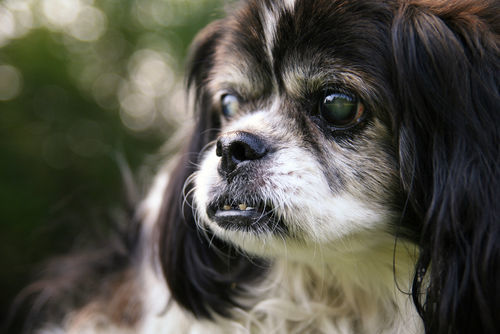 獣医師監修 犬の目が白い この症状から考えられる原因や病気は Hotto ホット