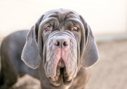 獣医師監修 犬の目やまぶたにできものがある この症状から考えられる原因や病気は Hotto ホット