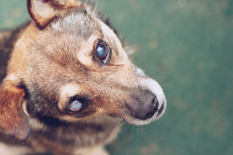 獣医師監修 犬の目が見えない この症状から考えられる原因や病気は Hotto ホット