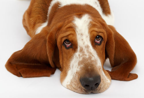 獣医師監修 犬の目が赤い 充血している この症状から考えられる原因や病気は Hotto ホット