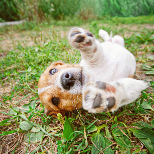 獣医師監修 犬が転ぶ つまずく 滑っている この症状から考えられる原因や病気は Hotto ホット