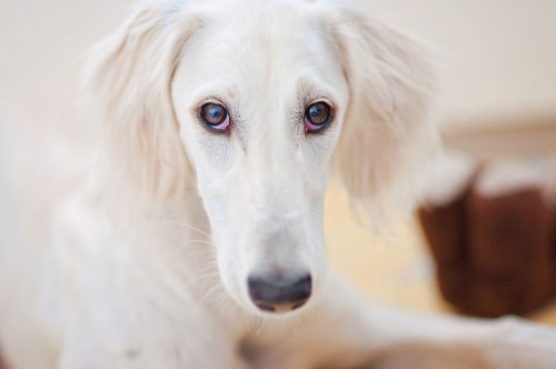 獣医師監修 犬のぶどう膜炎 原因や症状 なりやすい犬種 治療方法は Hotto ホット