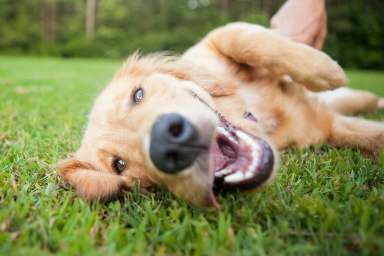 獣医師監修 犬の呼吸が早い 荒い 苦しそう 息切れしている この症状から考えられる原因や病気は Hotto ホット