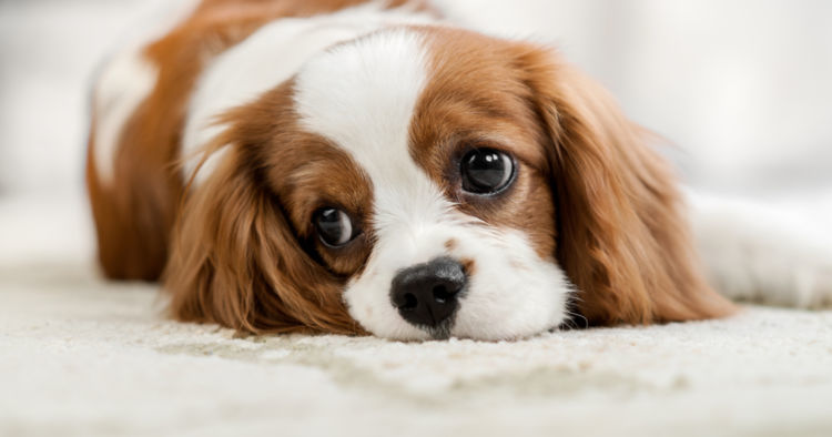 獣医師監修 犬が血便 下痢 ゼリー状 をした ストレスが原因 症状や注意点 対処 予防方法 Hotto ホット