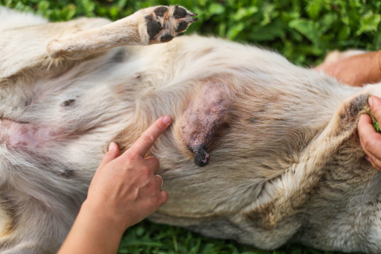 獣医師監修 犬の乳腺腫瘍 原因や症状 なりやすい犬種 治療方法は Hotto ホット