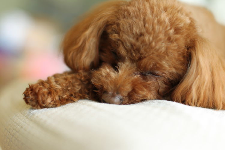 獣医師監修 犬の膝蓋骨脱臼 パテラ 原因や症状 なりやすい犬種 治療方法は Hotto ホット