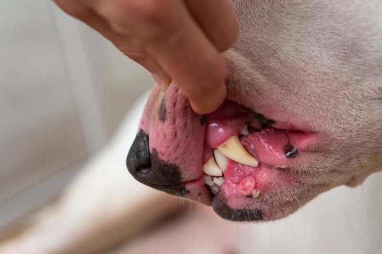 獣医師監修 犬の口唇炎 こうしんえん 原因や症状は 対処 治療法 治療費 予防対策は Hotto ホット