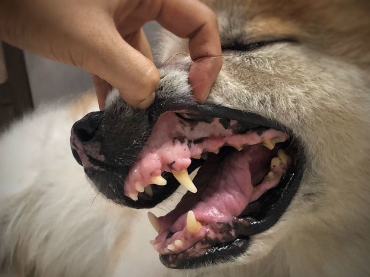 獣医師監修 犬の歯肉炎 原因や症状は 対処 治療法 治療薬 治療費 予防対策は Hotto ホット