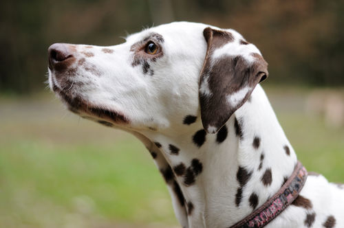 獣医師監修 犬の皮膚に黒い斑点がある この症状から考えられる原因や病気は Hotto ホット