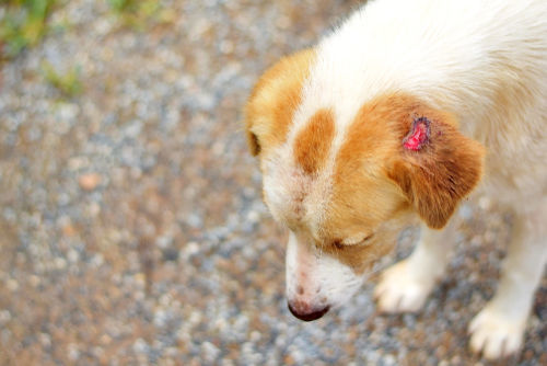 獣医師監修 犬の皮膚が赤い 皮膚がただれている この症状から考えられる原因や病気は Hotto ホット