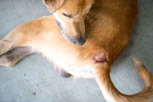 獣医師監修 犬の皮膚にかさぶたがある この症状から考えられる原因や病気は Hotto ホット