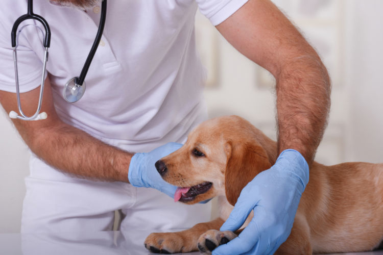 獣医師監修 犬のリンパ節が腫れる 考えられる原因や症状 おもな病気は Hotto ホット