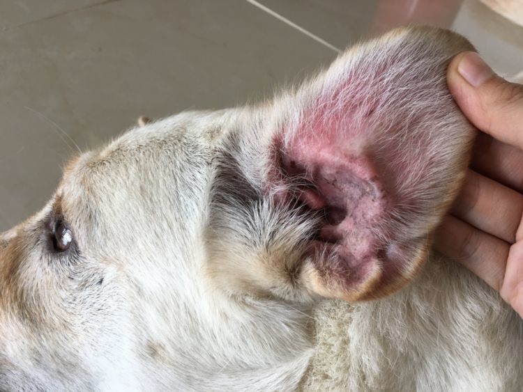 獣医師監修 犬の 内耳炎 原因や症状 眼振 検査 診断 治療 予防法 なりやすい犬種は Hotto ホット