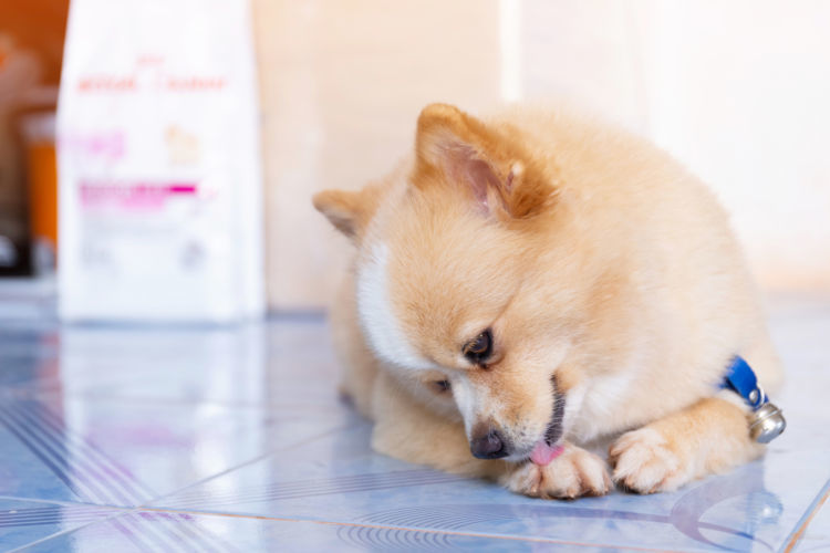 獣医師監修 犬が手足を気にしている 考えられる原因や症状 おもな病気は Hotto ホット