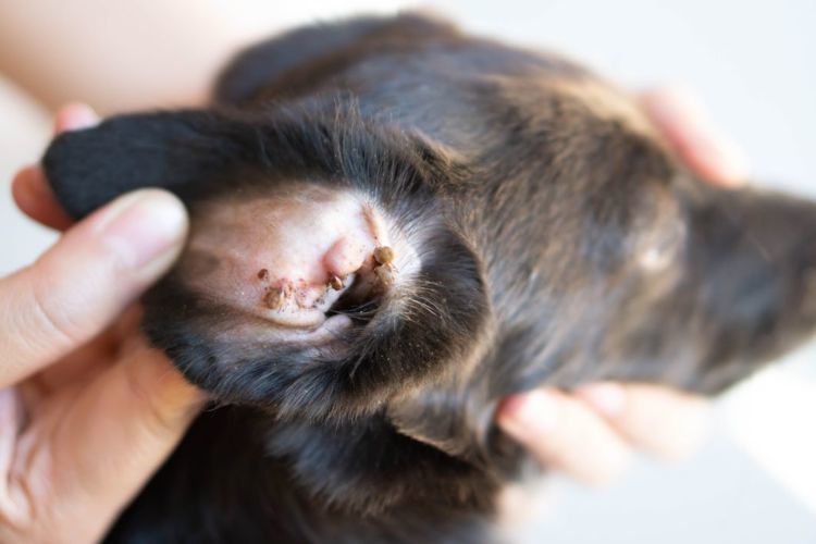 獣医師監修 犬の耳が赤くて痒がる カサカサ ブツブツ 臭いの原因や症状 おもな病気は Hotto ホット