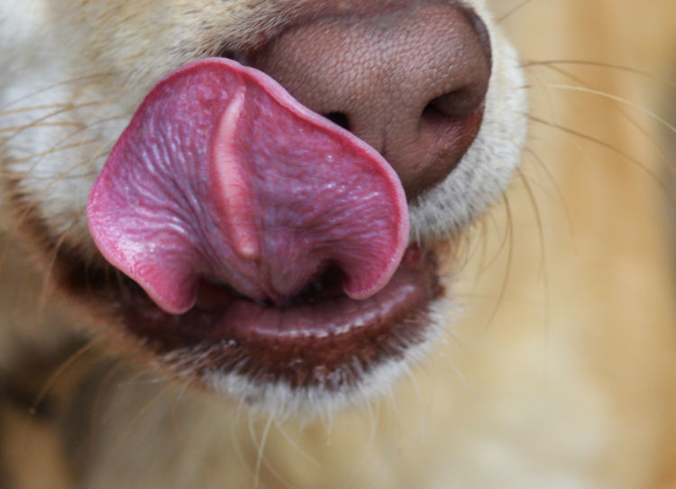 獣医師監修 犬の口の周りが赤い この症状から考えられる原因や病気は Hotto ホット