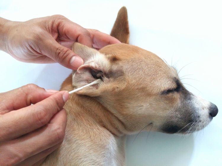 獣医師監修 犬の耳垢が黒い この症状から考えられる原因や病気は Hotto ホット
