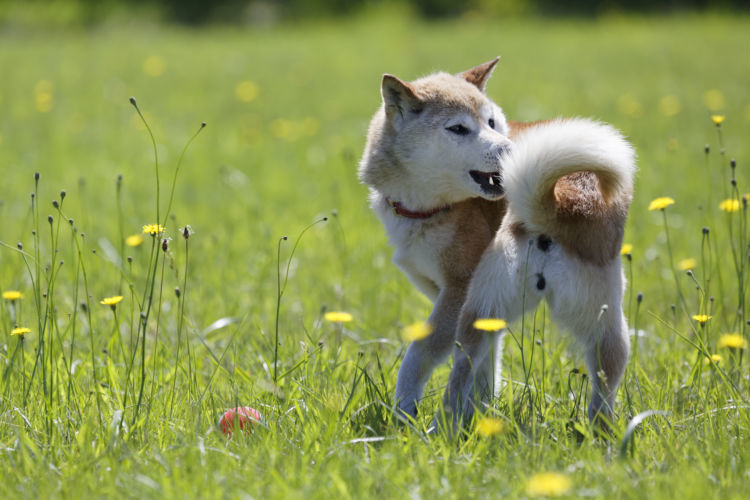 獣医師監修 犬がしっぽを追いかける 考えられる原因や症状 おもな病気は Hotto ホット