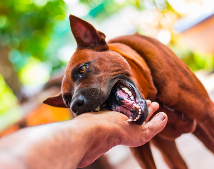 獣医師監修 犬が飼い主に噛みつく 考えられる原因や症状 おもな病気は Hotto ホット