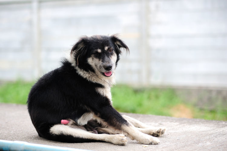 獣医師監修 犬のペニス 生殖器 陰茎 が腫れている 考えられる原因や症状 主な病気は Hotto ホット