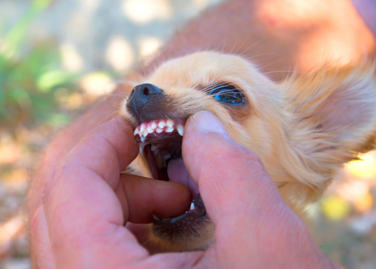 獣医師監修 犬の乳歯遺残 にゅうしいざん 原因や症状 抜歯は必要 治療法 治療費 予防対策 Hotto ホット