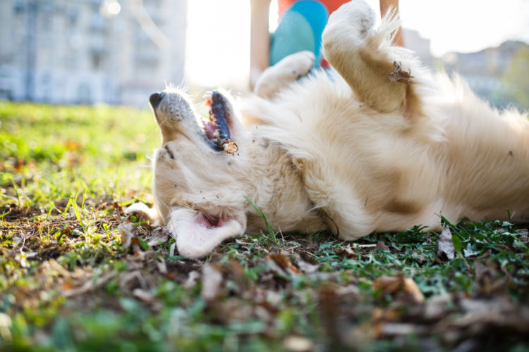 獣医師監修 犬が突然倒れた 考えられる原因や症状 おもな病気は Hotto ホット