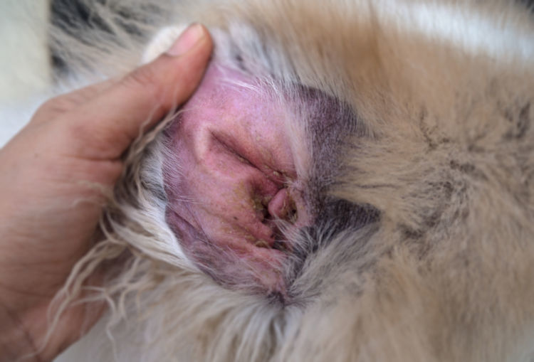 獣医師監修 犬の 疥癬 ヒゼンダニ症 原因や症状 診断 治療法 シャンプー 予防対策は Hotto ホット