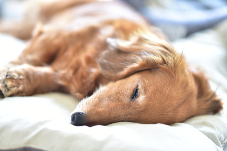 内分泌科担当獣医師監修 犬の 高カルシウム血症 原因や症状 なりやすい犬種 治療方法は Hotto ホット