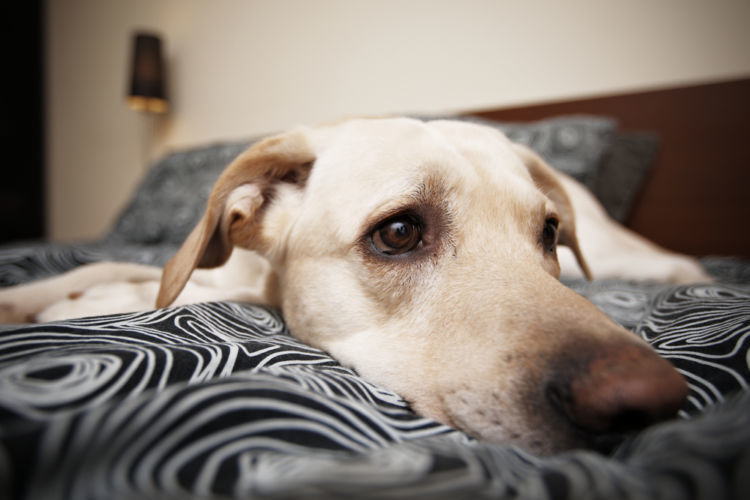 獣医師監修 犬が急に元気がなくなり 動かない 心配 考えられる原因や症状 おもな病気は Hotto ホット