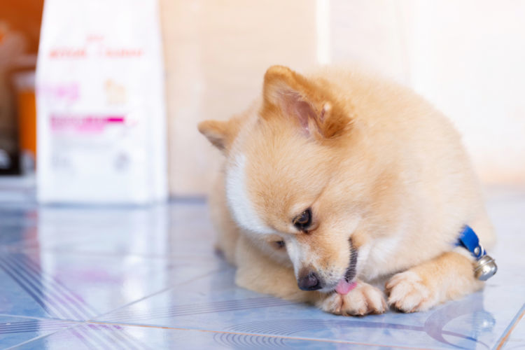 獣医師監修 犬がペロペロ自分の体を頻繁に舐める 噛む 考えられる原因や症状 主な病気は Hotto ホット