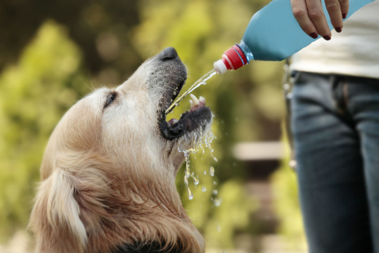 獣医師監修 犬が スポーツドリンク を飲んでも大丈夫 緊急時の応急処置用ならok Hotto ホット