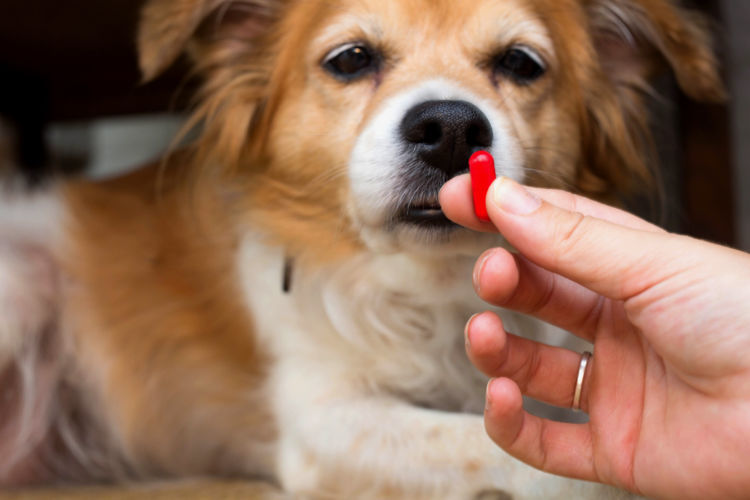 獣医師監修 愛犬が薬を警戒して飲まない イライラ 薬の上手な飲ませ方 ポイントやコツは Hotto ホット