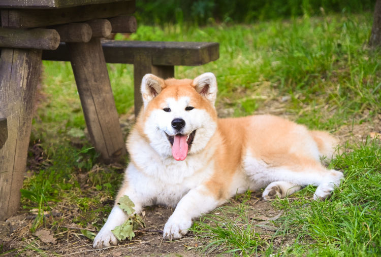 獣医師監修 秋田犬の平均寿命は短い 最高齢は何歳 病気や老化を予防し 寿命を延ばす秘訣 Hotto ホット