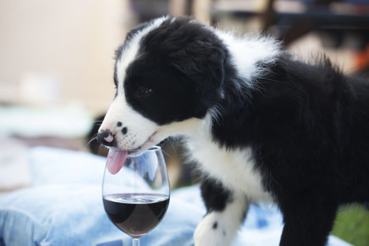 獣医師監修 犬に ワイン を飲ませては絶対にダメ その理由と誤飲した時の応急処置と対処法 Hotto ホット