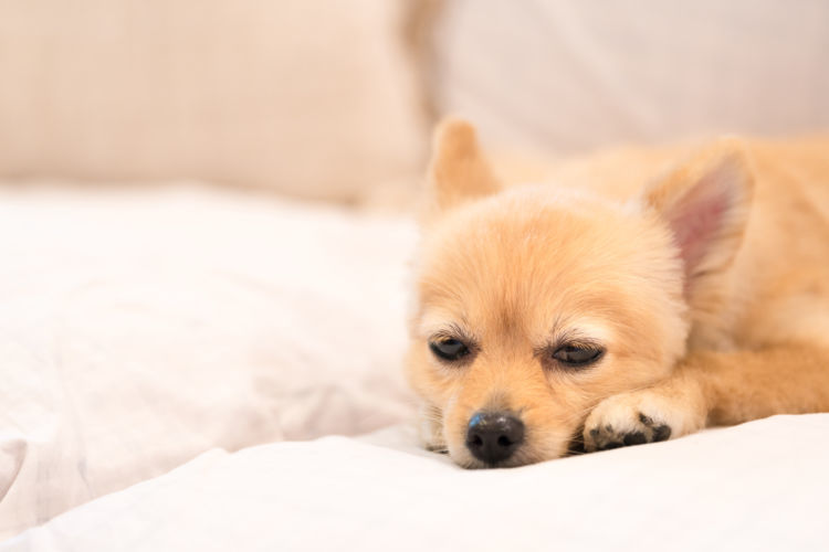 獣医師監修 老犬の下痢が止まらない 繰り返す 原因や理由は 食事や対処法 予防対策 Hotto ホット