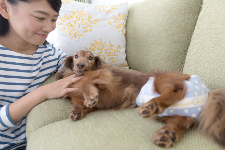 獣医師監修 老犬のおむつはいつから必要 漏れやかぶれ 交換のコツは 人間用の代用はok Hotto ホット