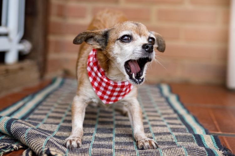 獣医師監修 老犬が夜中に吠える 鳴く 無駄吠え 原因や理由は 対処 治療法 費 予防対策は Hotto ホット