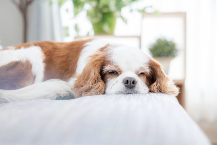 獣医師監修 老犬が寝たきりになったらどうする 原因や理由 対処 注意点やポイント 予防法 Hotto ホット