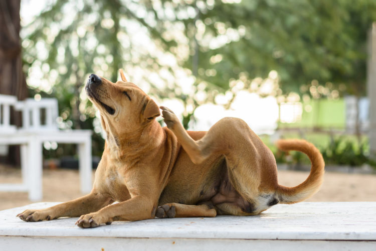 獣医師監修 犬のアレルギー薬の種類と治療法は 検査や注意点 アレルギーが出やすい犬種は Hotto ホット