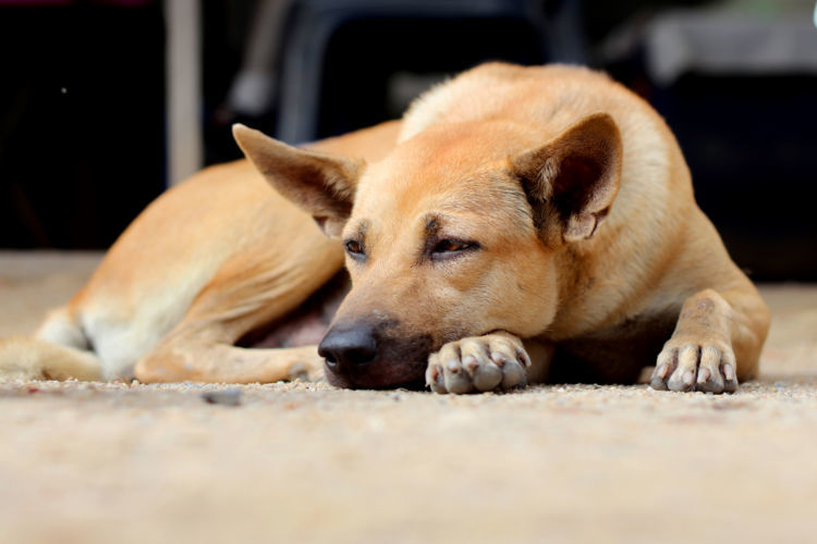 獣医師監修 犬の下痢はどうやって治療するの 人間用の市販薬 下痢止め を飲ませても大丈夫 Hotto ホット